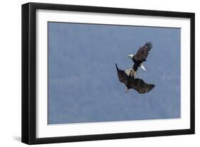 Bald Eagles fighting-Ken Archer-Framed Photographic Print