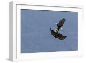 Bald Eagles fighting-Ken Archer-Framed Photographic Print