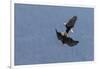 Bald Eagles fighting-Ken Archer-Framed Photographic Print