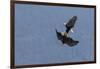 Bald Eagles fighting-Ken Archer-Framed Photographic Print