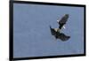 Bald Eagles fighting-Ken Archer-Framed Photographic Print