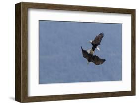 Bald Eagles fighting-Ken Archer-Framed Photographic Print