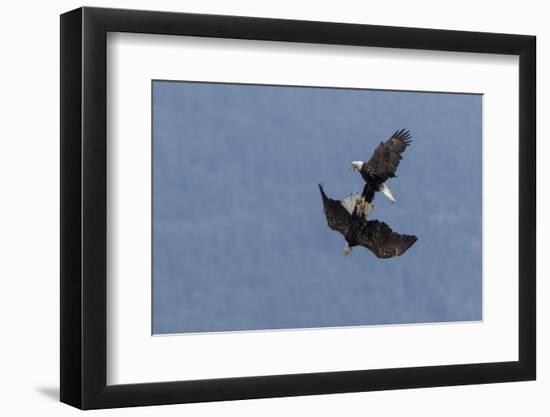 Bald Eagles fighting-Ken Archer-Framed Photographic Print