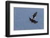 Bald Eagles fighting-Ken Archer-Framed Photographic Print