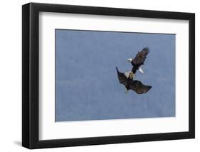 Bald Eagles fighting-Ken Archer-Framed Photographic Print