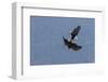 Bald Eagles fighting-Ken Archer-Framed Photographic Print