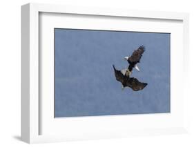 Bald Eagles fighting-Ken Archer-Framed Photographic Print