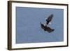 Bald Eagles fighting-Ken Archer-Framed Photographic Print