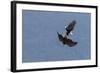 Bald Eagles fighting-Ken Archer-Framed Photographic Print