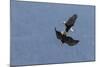 Bald Eagles fighting-Ken Archer-Mounted Photographic Print