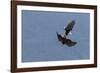 Bald Eagles fighting-Ken Archer-Framed Photographic Print