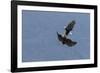 Bald Eagles fighting-Ken Archer-Framed Photographic Print