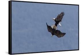 Bald Eagles fighting-Ken Archer-Framed Stretched Canvas