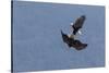 Bald Eagles fighting-Ken Archer-Stretched Canvas