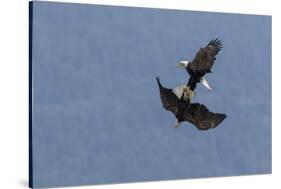 Bald Eagles fighting-Ken Archer-Stretched Canvas