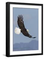 Bald Eagles flying-Ken Archer-Framed Photographic Print