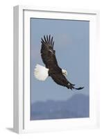 Bald Eagles flying-Ken Archer-Framed Photographic Print