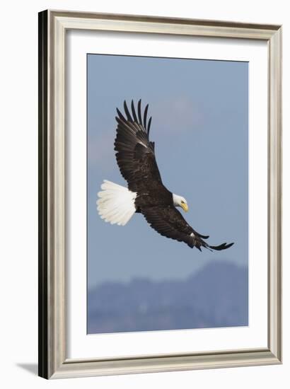 Bald Eagles flying-Ken Archer-Framed Photographic Print