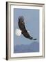 Bald Eagles flying-Ken Archer-Framed Photographic Print