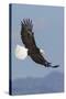 Bald Eagles flying-Ken Archer-Stretched Canvas