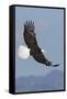 Bald Eagles flying-Ken Archer-Framed Stretched Canvas