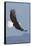 Bald Eagles flying-Ken Archer-Framed Stretched Canvas