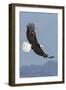 Bald Eagles flying-Ken Archer-Framed Premium Photographic Print