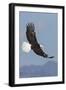 Bald Eagles flying-Ken Archer-Framed Premium Photographic Print