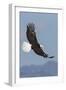 Bald Eagles flying-Ken Archer-Framed Premium Photographic Print