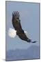 Bald Eagles flying-Ken Archer-Mounted Premium Photographic Print