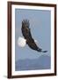 Bald Eagles flying-Ken Archer-Framed Photographic Print