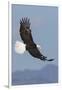 Bald Eagles flying-Ken Archer-Framed Photographic Print