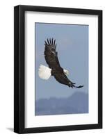 Bald Eagles flying-Ken Archer-Framed Photographic Print