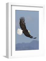 Bald Eagles flying-Ken Archer-Framed Photographic Print