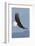 Bald Eagles flying-Ken Archer-Framed Photographic Print