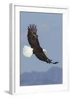 Bald Eagles flying-Ken Archer-Framed Photographic Print