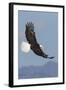 Bald Eagles flying-Ken Archer-Framed Photographic Print