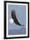 Bald Eagles flying-Ken Archer-Framed Photographic Print