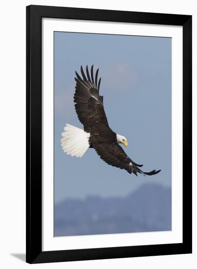 Bald Eagles flying-Ken Archer-Framed Photographic Print