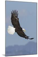 Bald Eagles flying-Ken Archer-Mounted Photographic Print