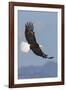 Bald Eagles flying-Ken Archer-Framed Photographic Print