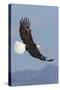 Bald Eagles flying-Ken Archer-Stretched Canvas