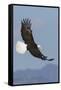 Bald Eagles flying-Ken Archer-Framed Stretched Canvas