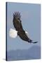 Bald Eagles flying-Ken Archer-Stretched Canvas
