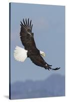 Bald Eagles flying-Ken Archer-Stretched Canvas