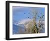 Bald Eagles in the Bitterroot Valley near Hamilton, Montana, USA-Chuck Haney-Framed Premium Photographic Print