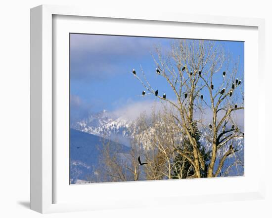 Bald Eagles in the Bitterroot Valley near Hamilton, Montana, USA-Chuck Haney-Framed Premium Photographic Print