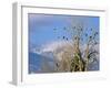 Bald Eagles in the Bitterroot Valley near Hamilton, Montana, USA-Chuck Haney-Framed Premium Photographic Print