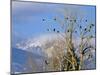 Bald Eagles in the Bitterroot Valley near Hamilton, Montana, USA-Chuck Haney-Mounted Premium Photographic Print