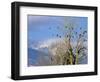 Bald Eagles in the Bitterroot Valley near Hamilton, Montana, USA-Chuck Haney-Framed Photographic Print